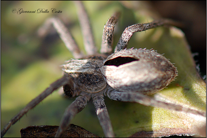 Thanatus sp.